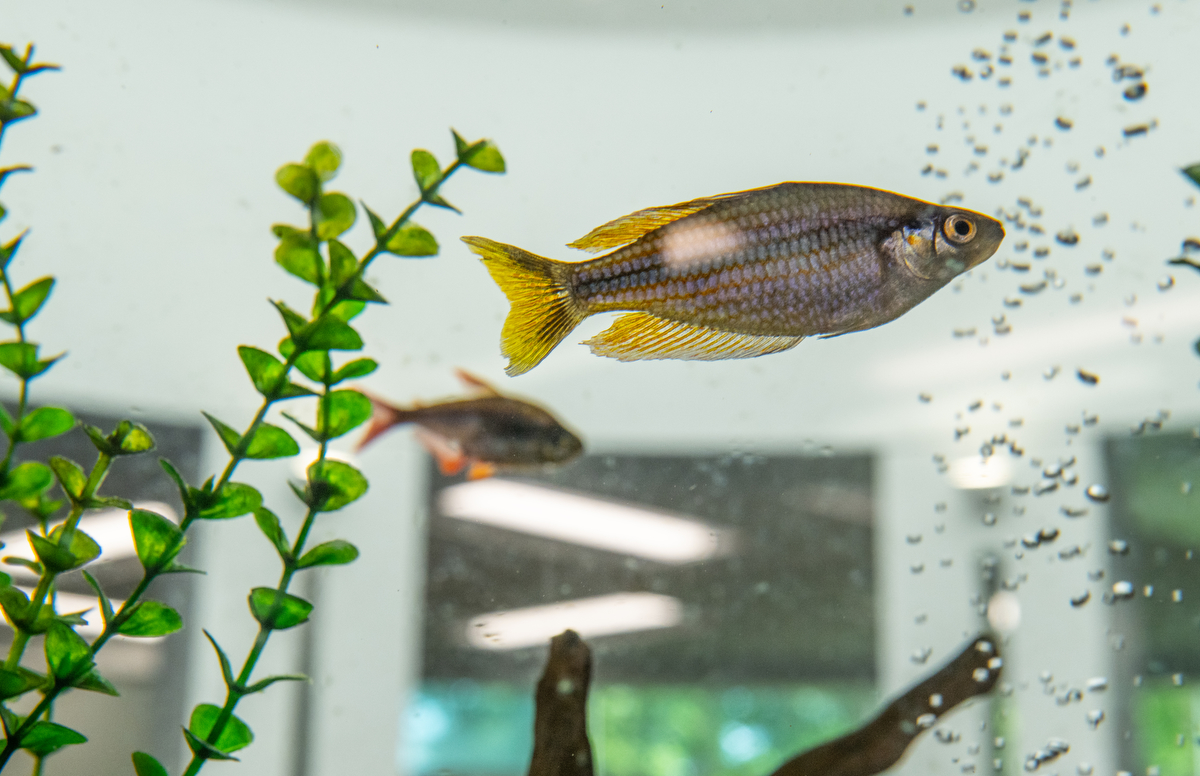a fish in tank of children's reading room.